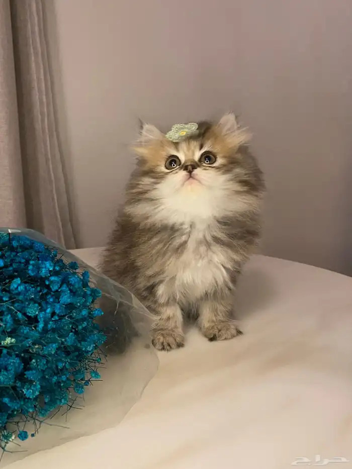 قطط سكوتش للبيع 0