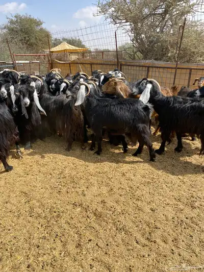 معزا عوارض طيبه 2