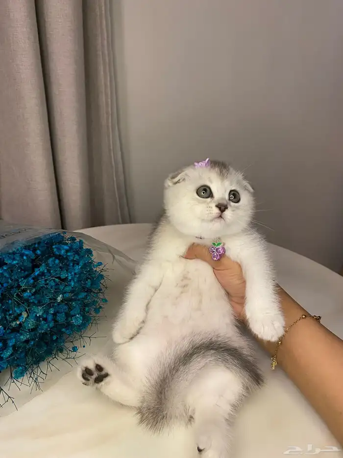 قطط سكوتش للبيع 5