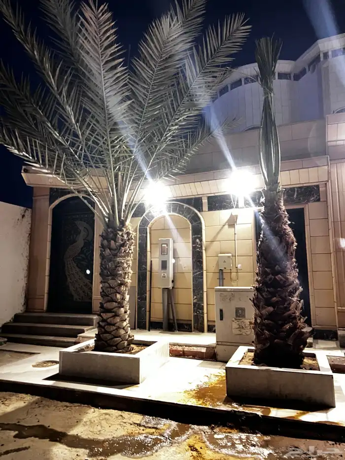 نخيل واشنطني 2