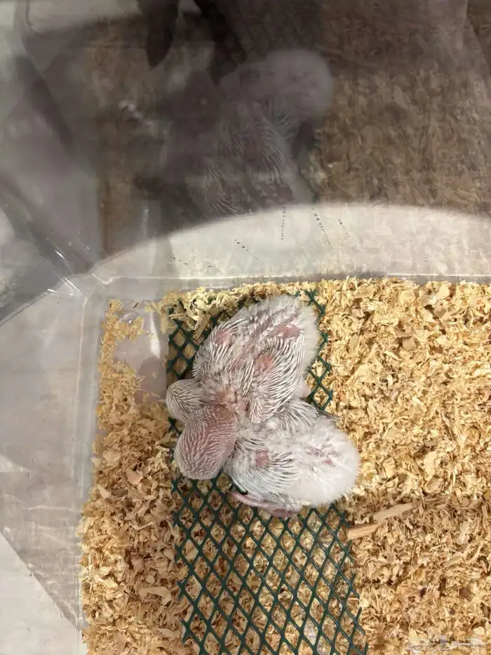 فروخ روز انتاج محلي . 5