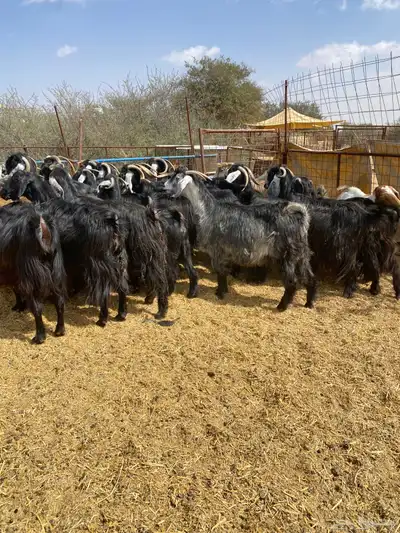 معزا عوارض طيبه 1