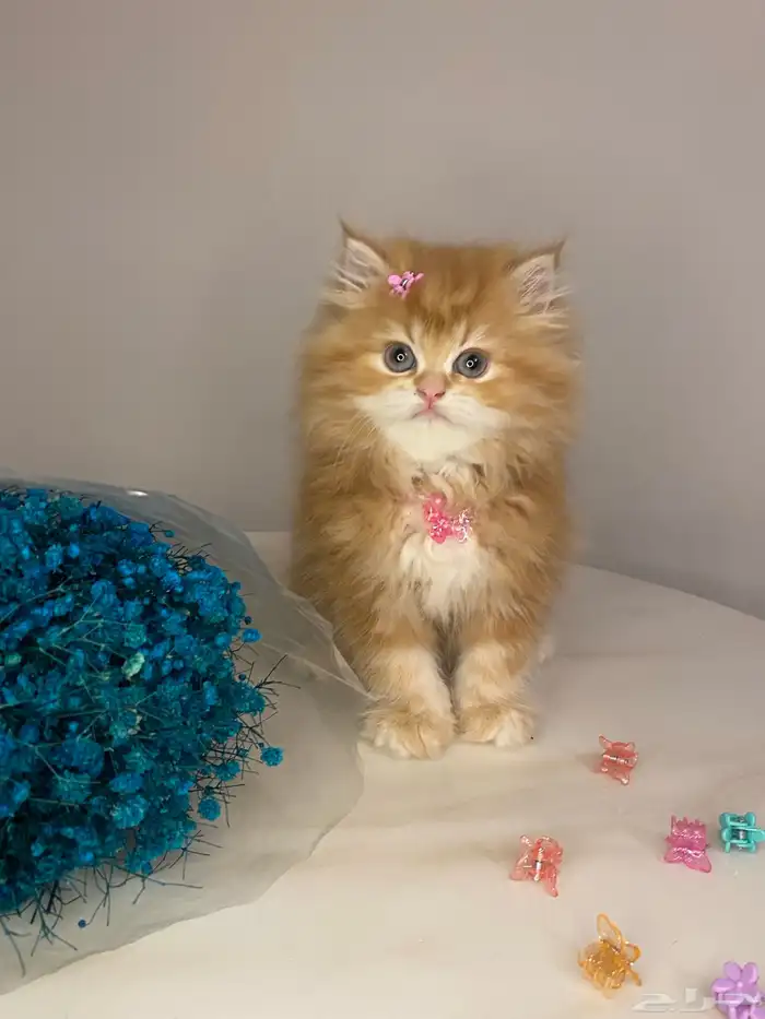 قطط سكوتش للبيع 3