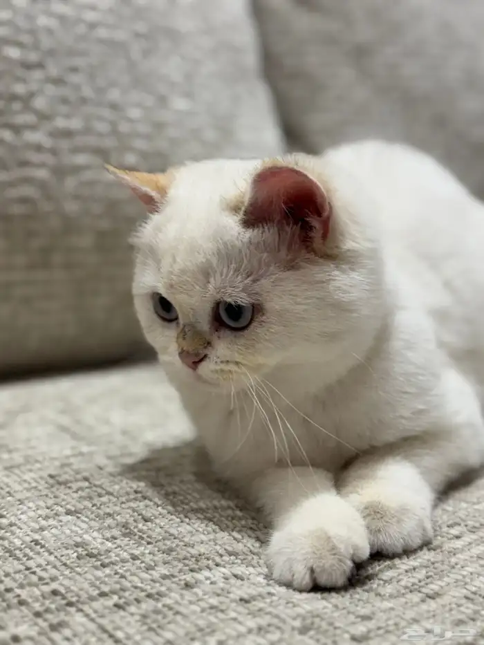 للبيع ذكر وانثى سكوتش استريت مسجلين 2
