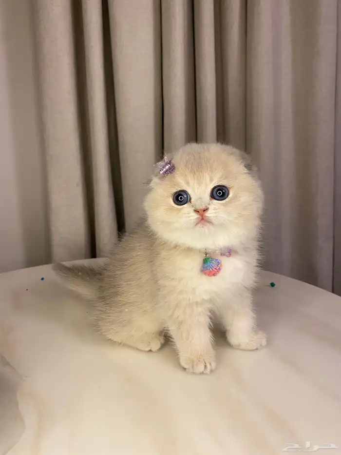 قطط سكوتش للبيع 7