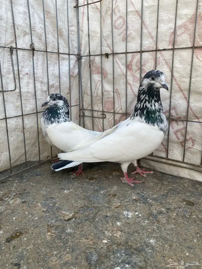 جوز علي ولا صافي مشروط انتاج من بعد الله 0