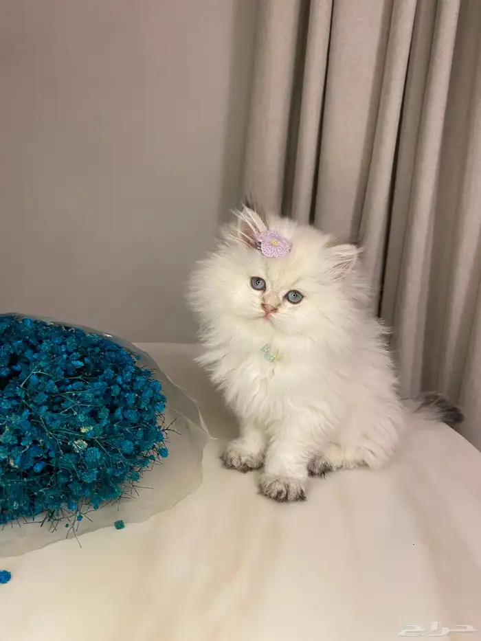 قطط سكوتش للبيع 9