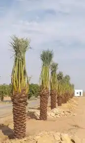 تنظيف النخيل تكريب وتلقيح النخيل مزارع زراعي مزارع نخل 5