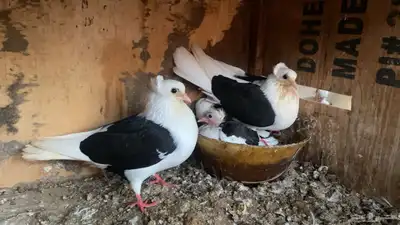 تم البيع 2