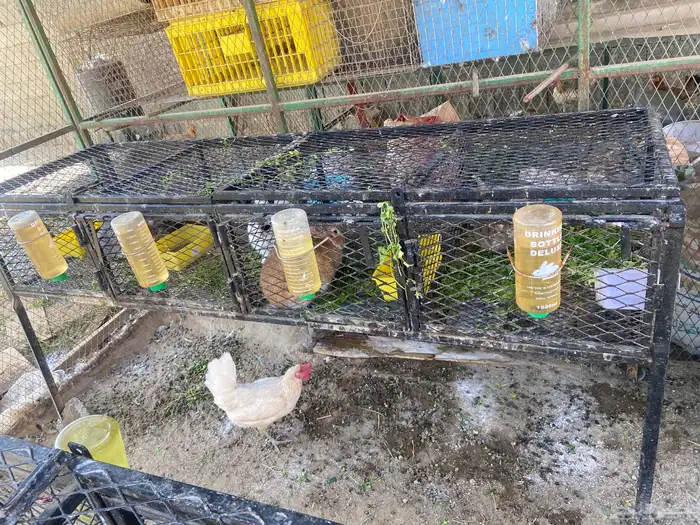 بطارية ارانب 1