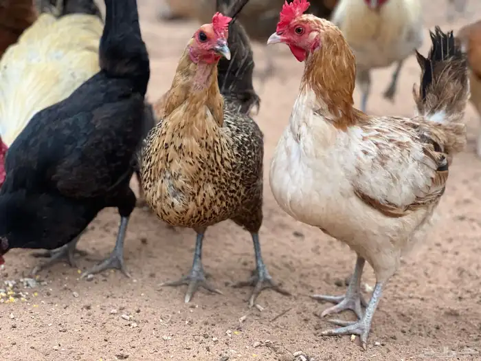 بيض دجاج بلدي مخصب 2
