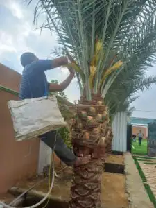 تنظيف النخيل تكريب وتلقيح النخيل مزارع زراعي مزارع نخل 2