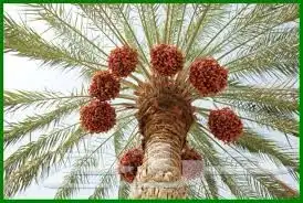 تنظيف النخيل تكريب وتلقيح النخيل مزارع زراعي مزارع نخل 6