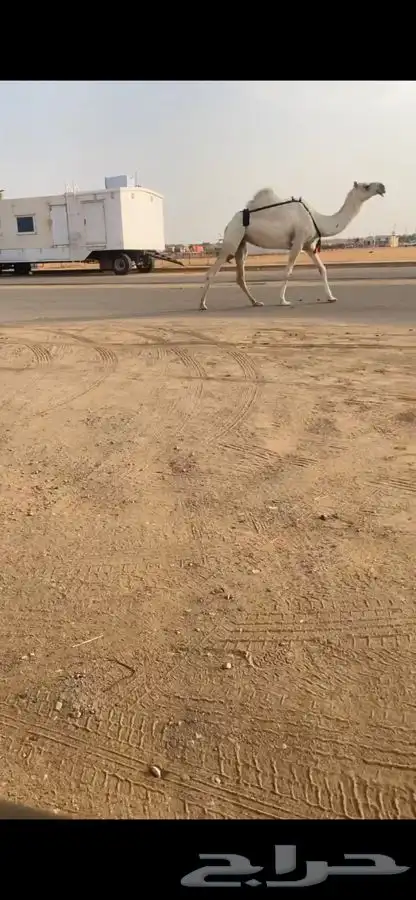 ضروبه وضحا مشروطه سعرها مناسب جدا 0
