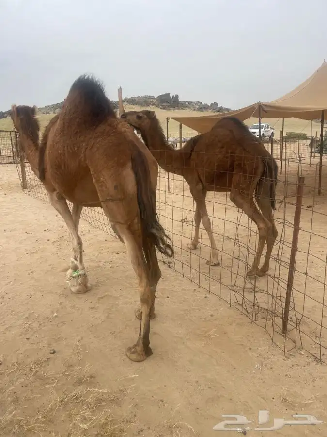 ناقه ساحليه طيبه خلافه بنتها مفروده معها في الصور ديدها طيب 1