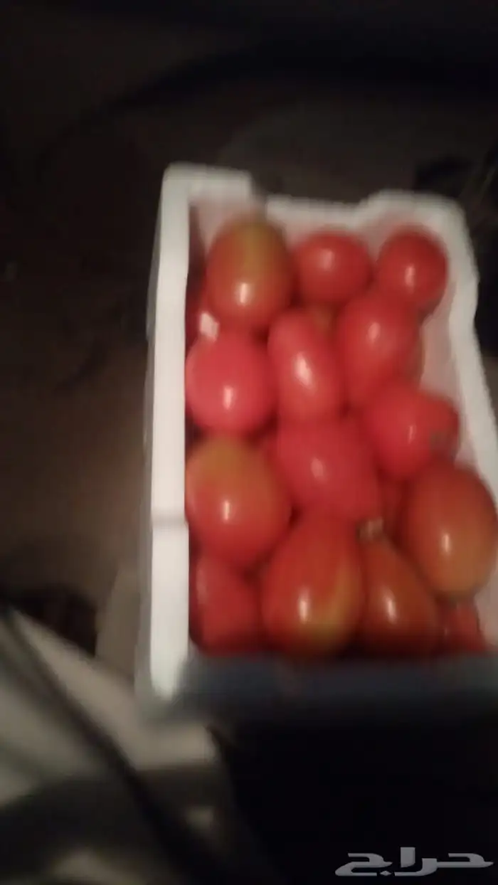 بندوره بحاله جيده 0