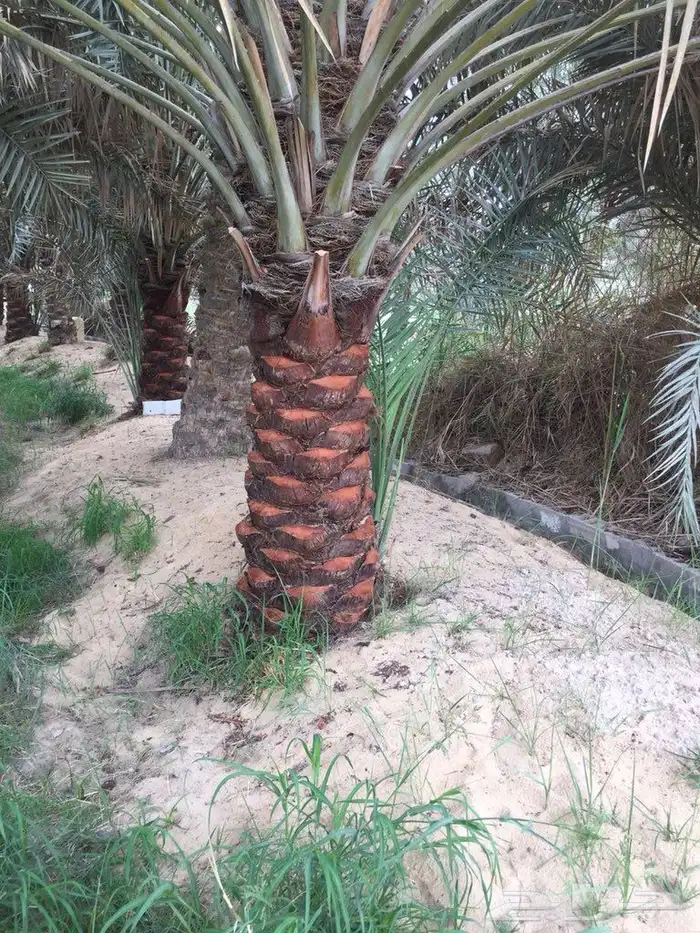 تنظيف النخيل تكريب وتلقيح النخيل مزارع زراعي مزارع نخل 1