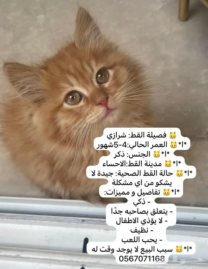 بيع قطه 0