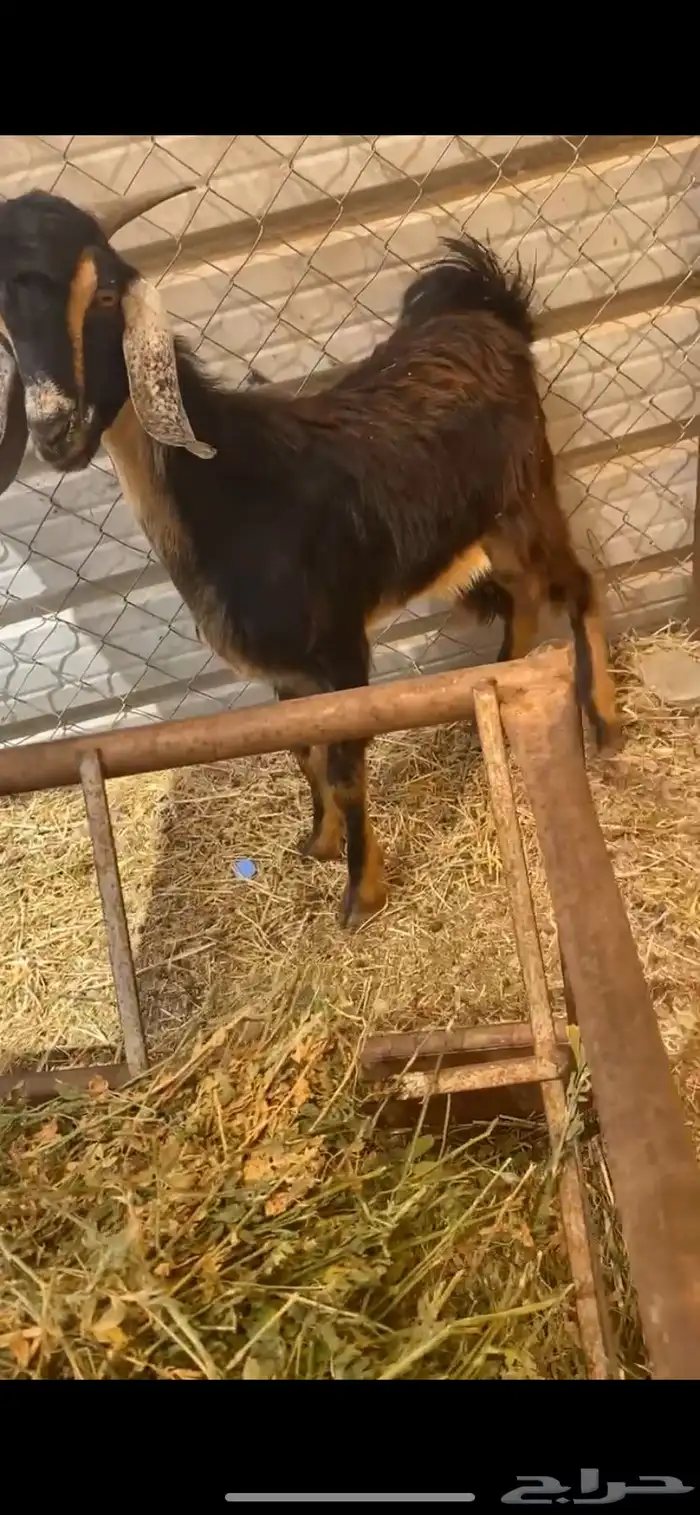 تيوس بريه وطيبه بلحيل 2