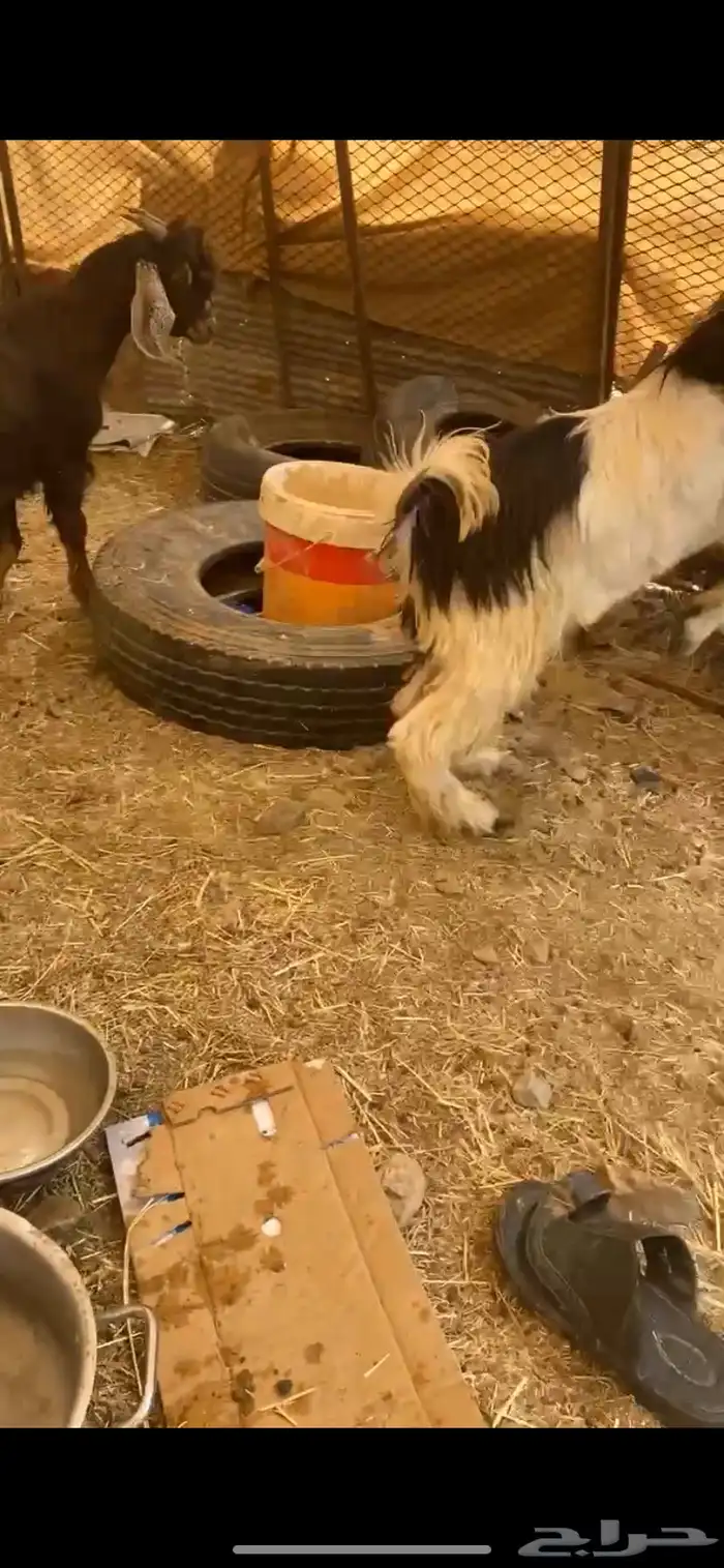 تيوس بريه وطيبه بلحيل 1