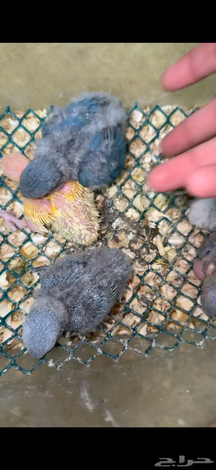 فروخ روز مجنونة غر 1