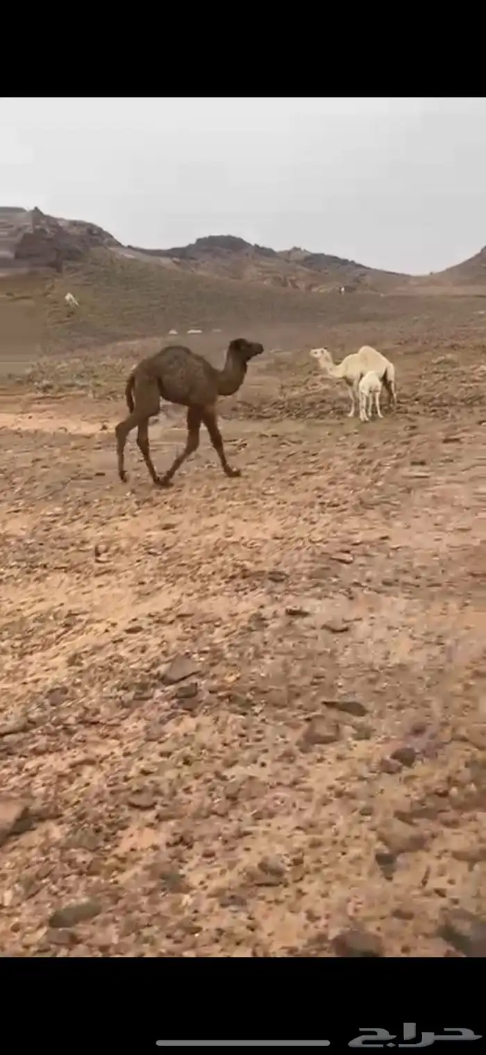 حوار اصفر 2