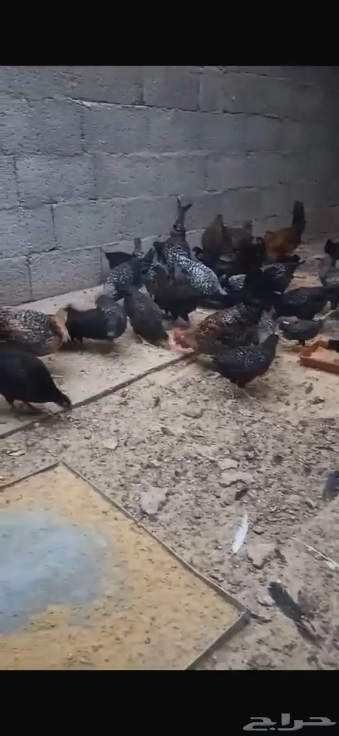 دجاج بلدي الون الاسود وكتاكيت 19