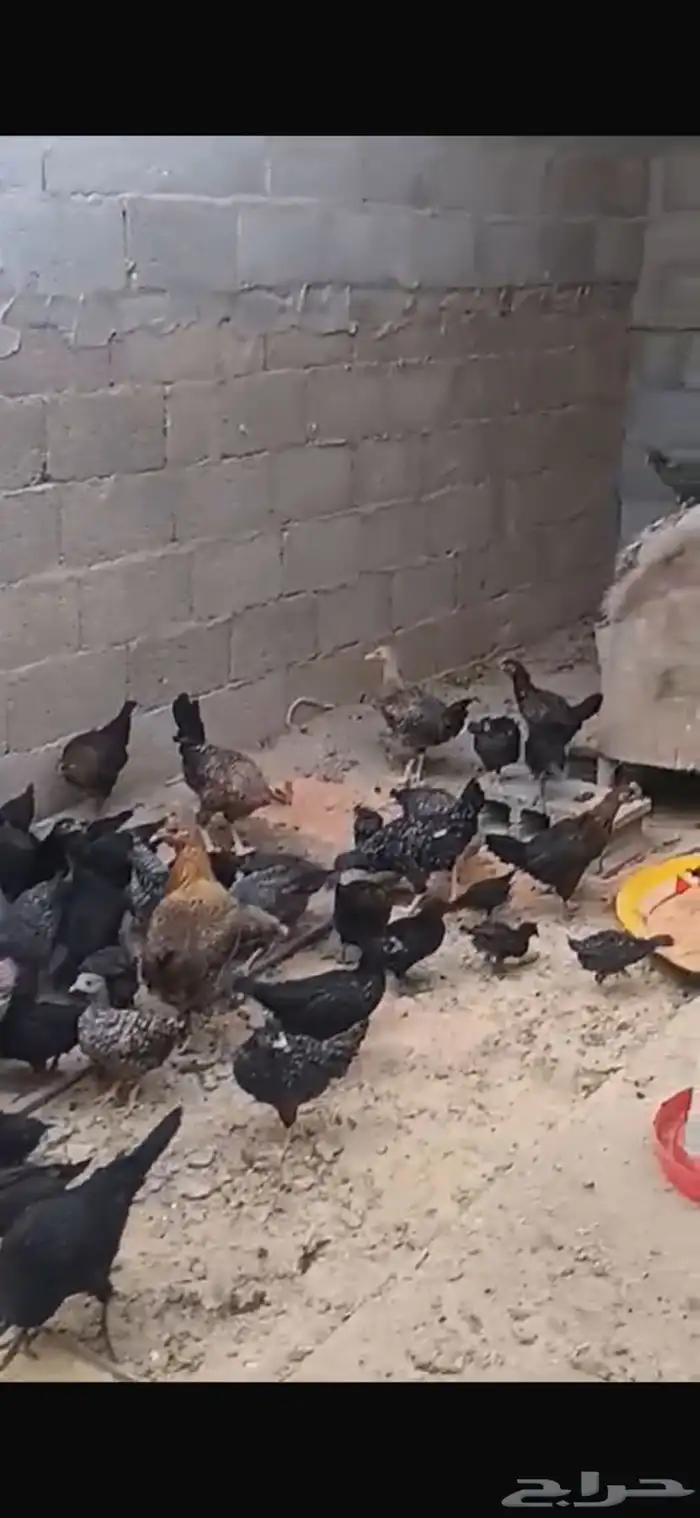 دجاج بلدي الون الاسود وكتاكيت 8