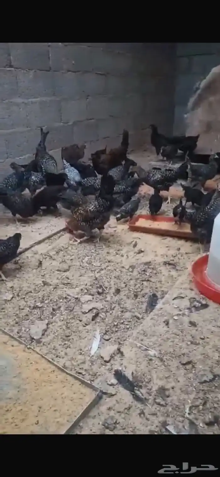 دجاج بلدي الون الاسود وكتاكيت 18