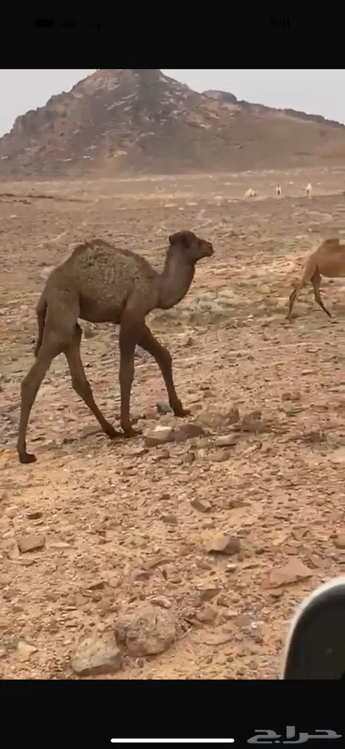 حوار اصفر 0