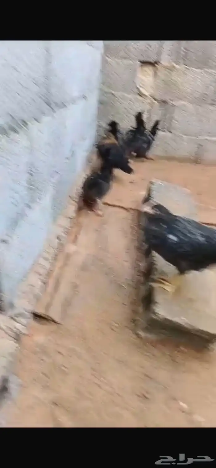 دجاج بلدي الون الاسود وكتاكيت 7