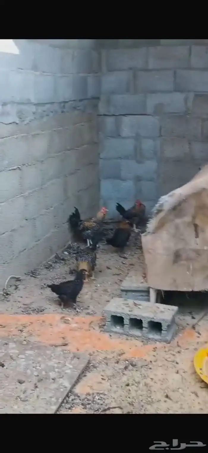 دجاج بلدي الون الاسود وكتاكيت 5