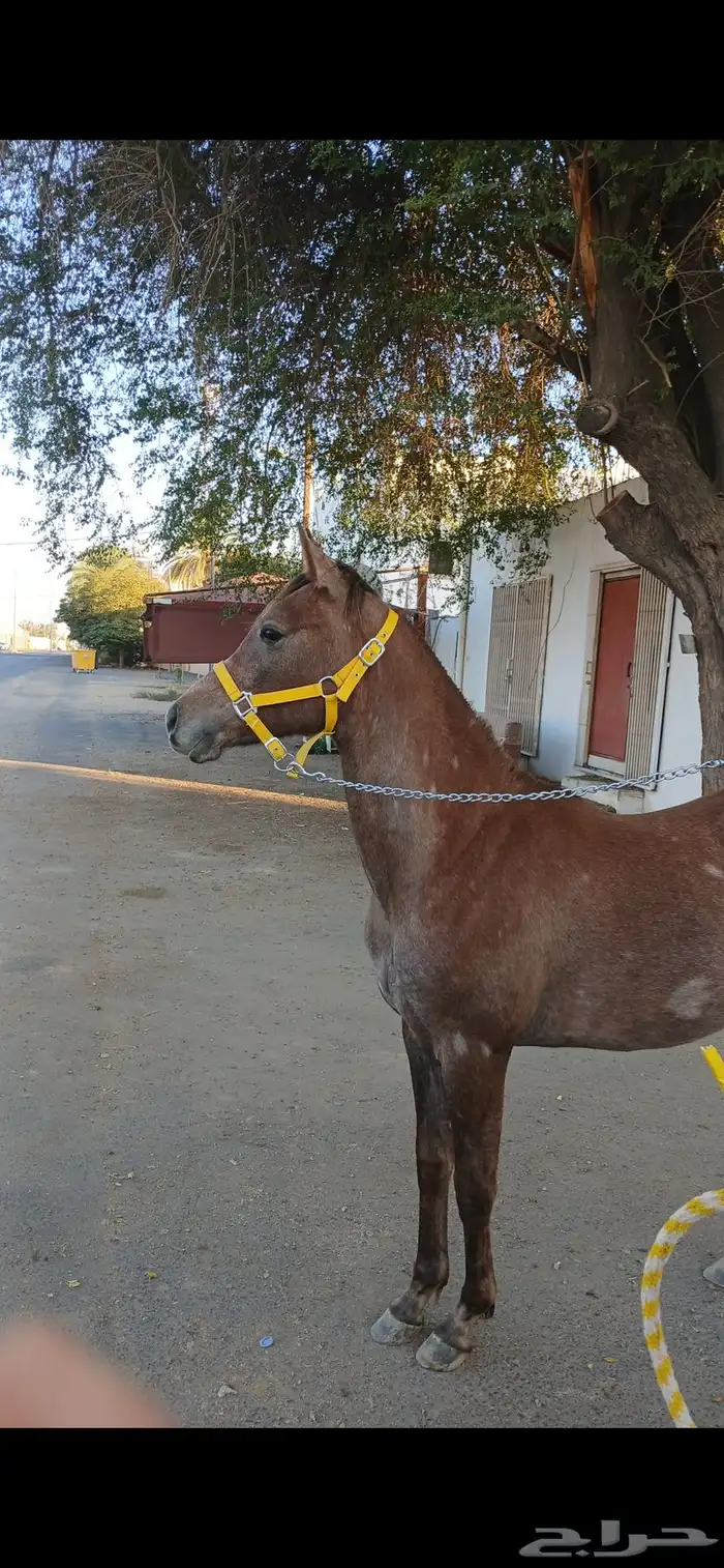 مهر شعبي حار 2