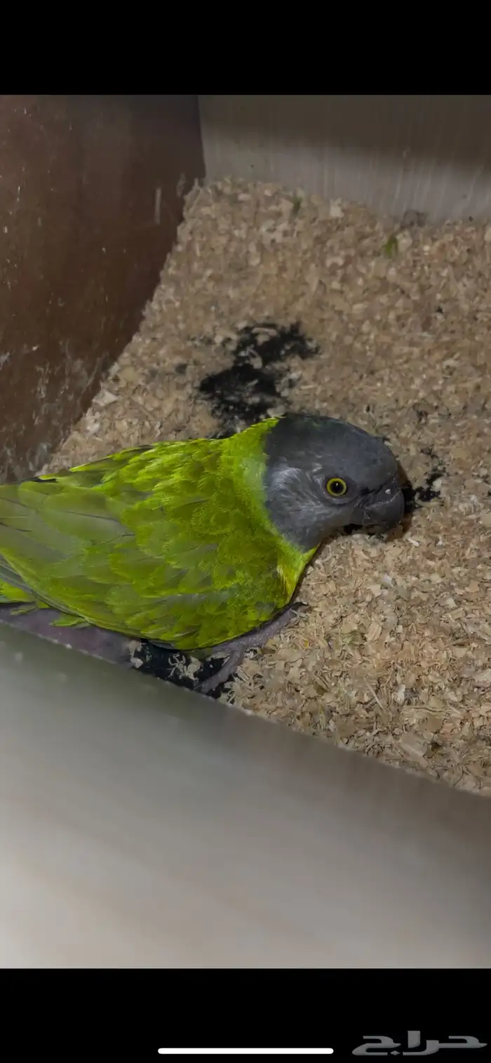 جوز سنغالي بفروخه ( تم البيع ) 0