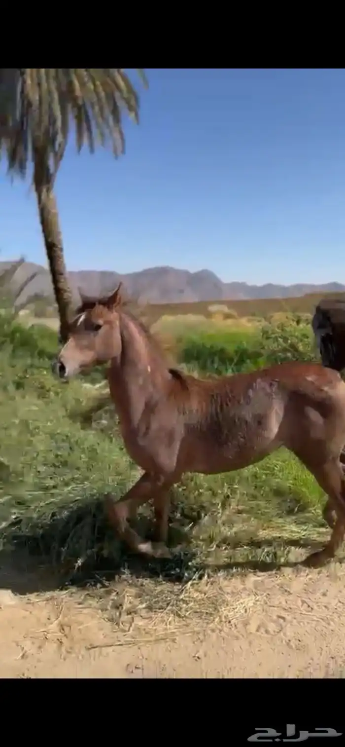 مهر شعبي حار 1