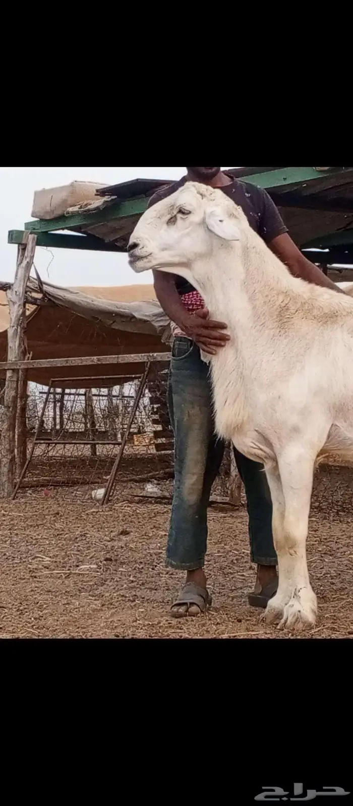 مشروع فحل فاخر تم البيع 2
