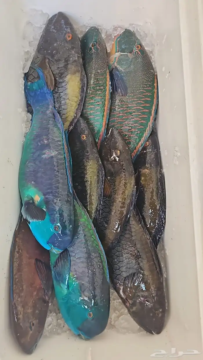 سمك طازه 13