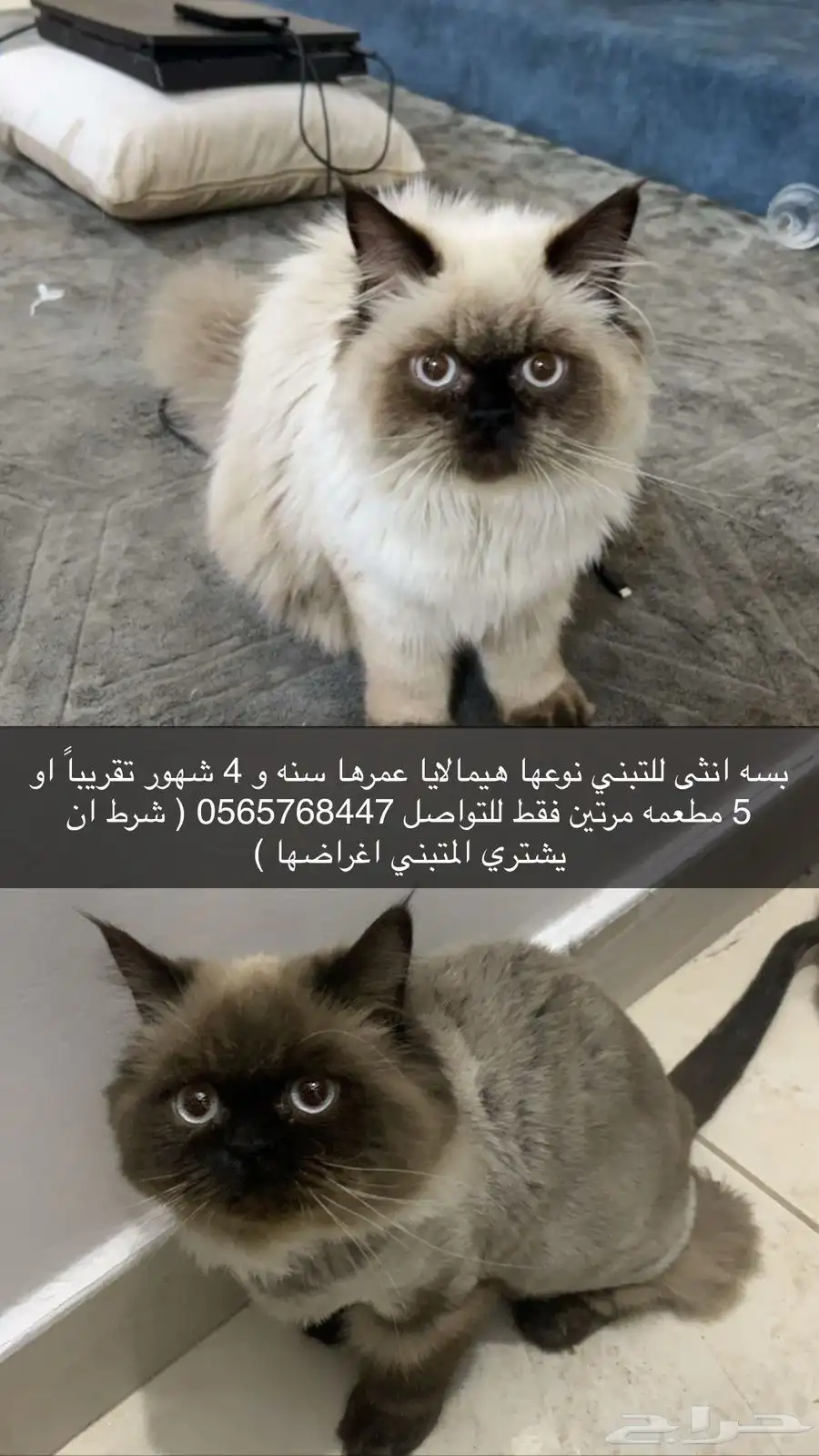 بسه انثى للتبني الرياض القصيم الزلفي 0