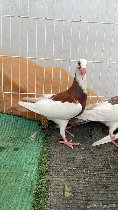 حمام اسكندرون. تم البيع. تم البيع 3
