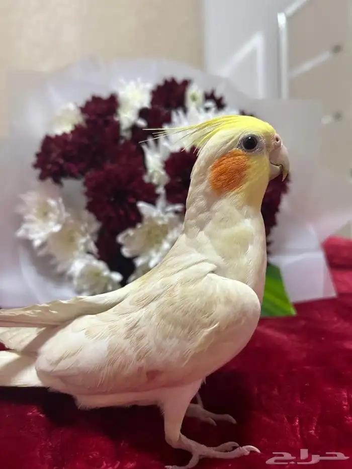 ببغاء كروان مفقود يا خوان في حي اليرموك 0