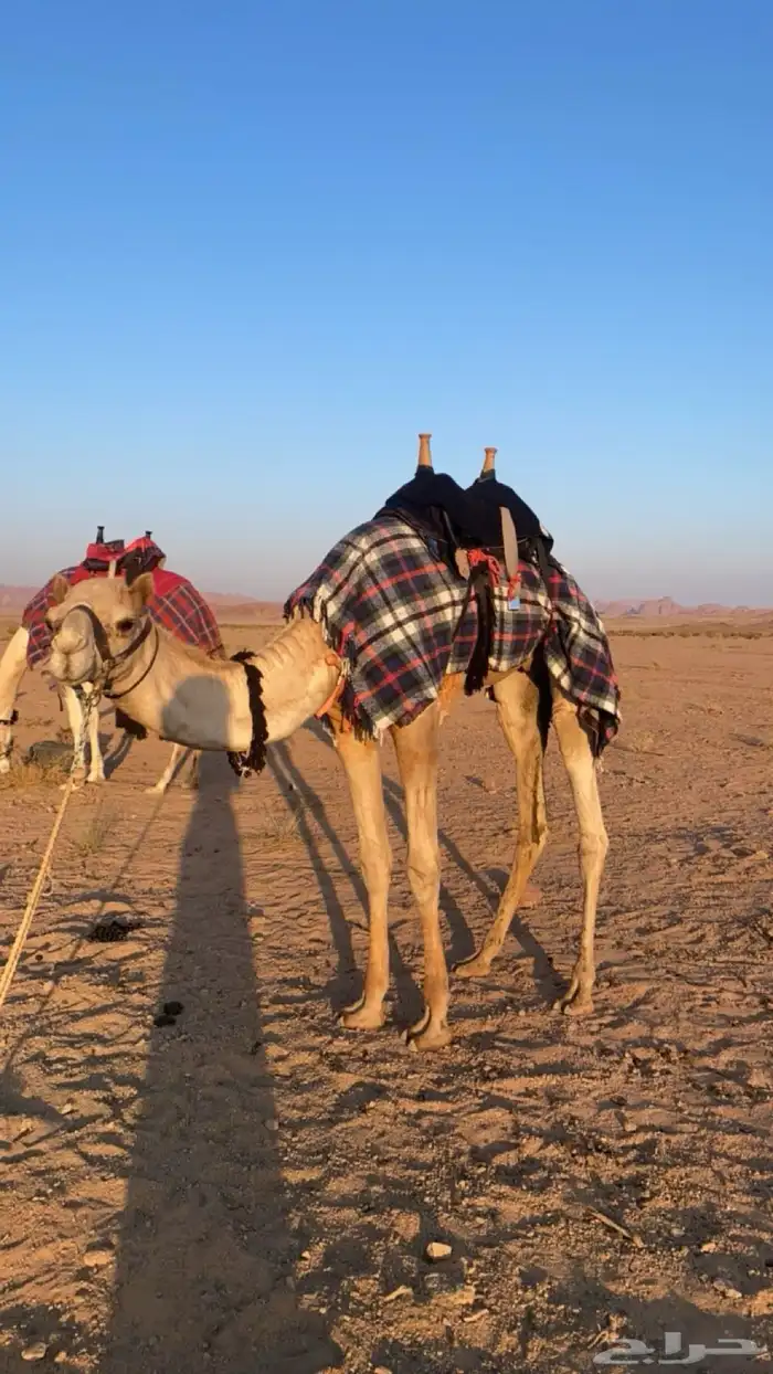 طبع قعدان وبكار شرط 0