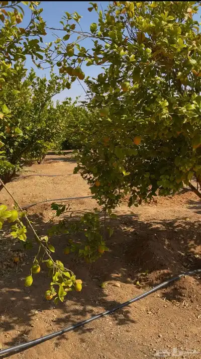 مزرعة للبيع الرياض_المزاحمية_نساح_الصدر الاعلي 22