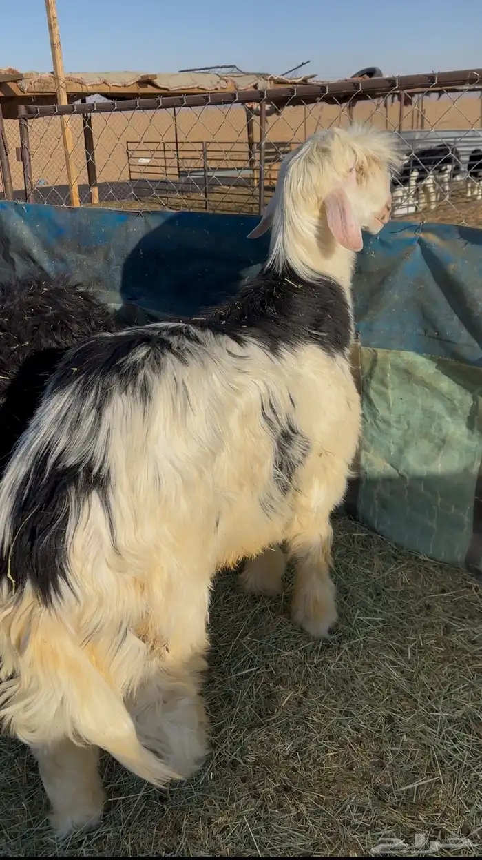 مشاريع فحول نجد صنف 2