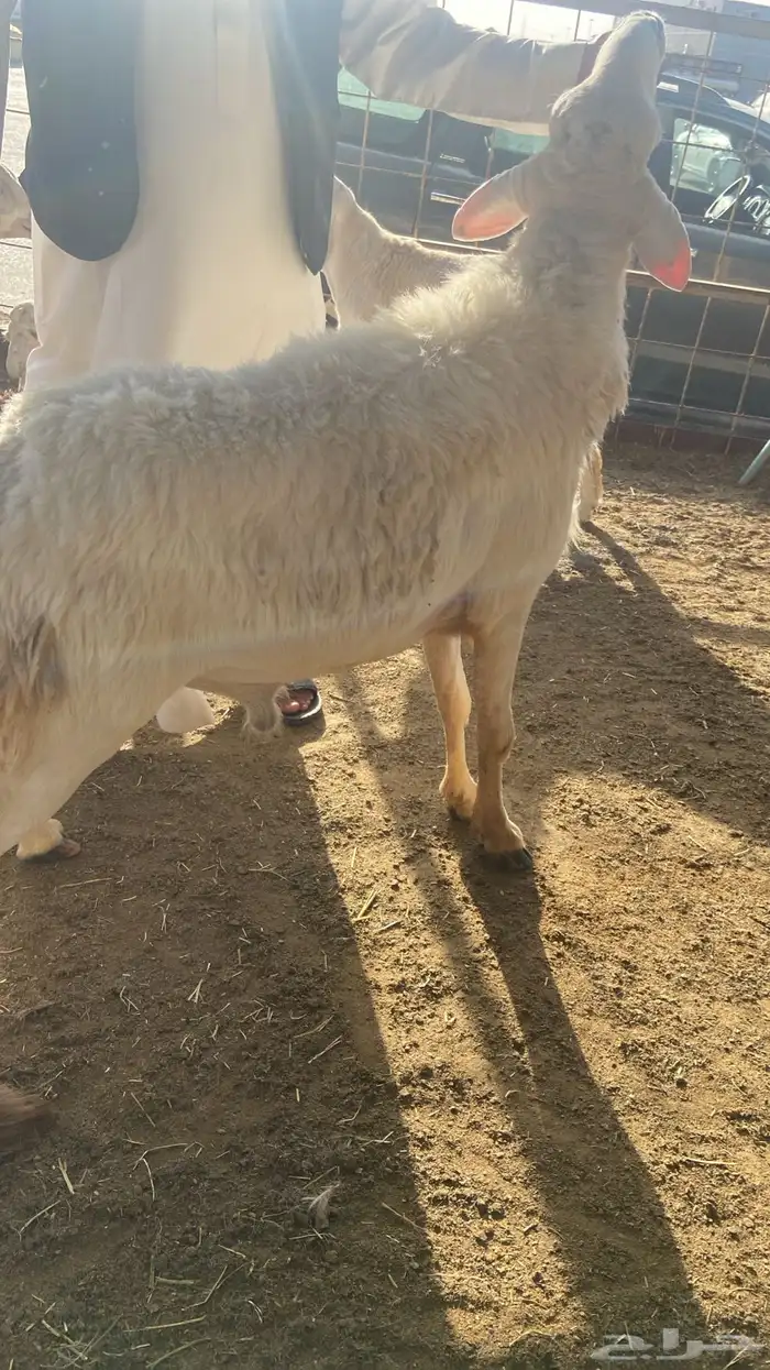 طليان حريه زي الزبده 0