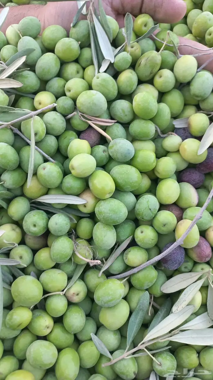 شارع يحي المعلمي 60 مع 80 12