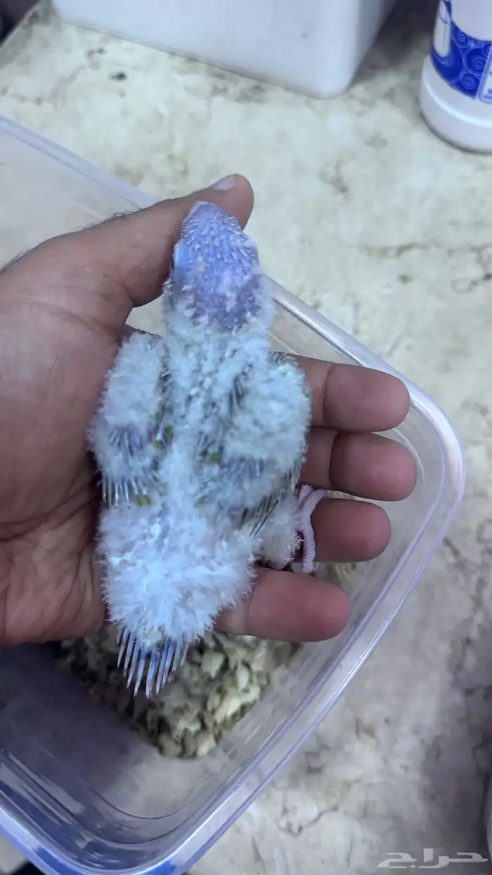 فروخ كنيور أناناس رد فاكتور 1