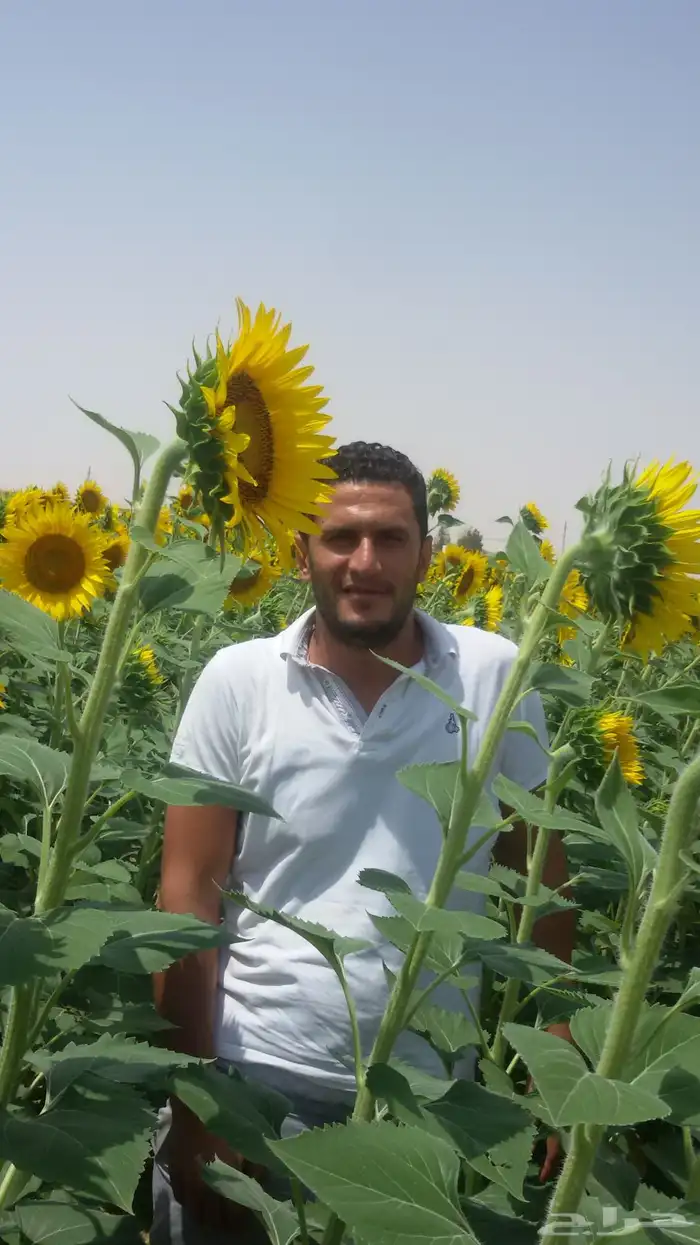 شارع يحي المعلمي 60 مع 80 51