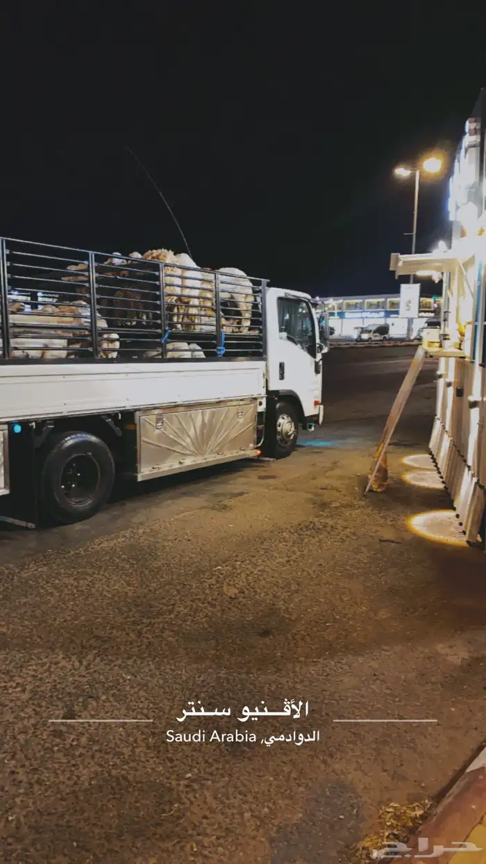 دينا دنه نقل 0