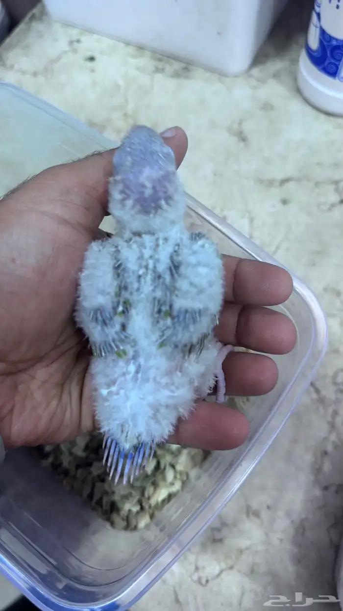 فروخ كنيور أناناس رد فاكتور 2