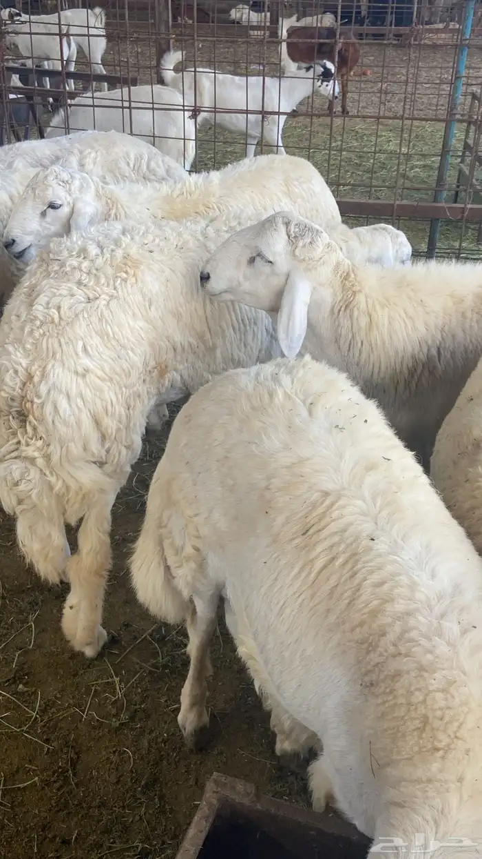 طليان حريه زي الزبده 1